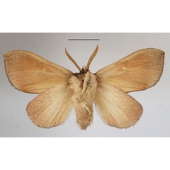 /filer/webapps/moths/media/images/B/bettoni_Trotonotus_A_MGCLb_01.JPG