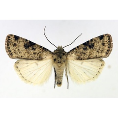 /filer/webapps/moths/media/images/P/perirrorata_Ochropleura_AM_Aulombard.jpg