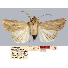 /filer/webapps/moths/media/images/P/panaethiopica_Leucania_HT_MNHN.jpg