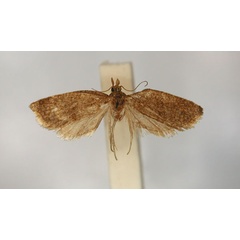 /filer/webapps/moths/media/images/E/enochlodes_Clepsis_PLT1_RMCA_01.jpg