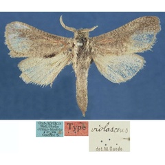 /filer/webapps/moths/media/images/V/violascens_Lebedodes_HT_MfN.jpg