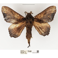 /filer/webapps/moths/media/images/S/superba_Odontogama_AM_NHMUK_01.jpg