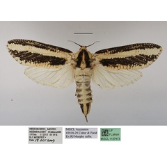 /filer/webapps/moths/media/images/A/atrifasciata_Azygophleps_AF_MGCLa_02.JPG