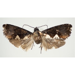 /filer/webapps/moths/media/images/B/bjornstadi_Dracontogena_AM_KSund_01.jpg