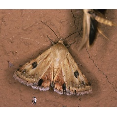 /filer/webapps/moths/media/images/S/scutuligera_Heliothis_A_Roland_01.jpg