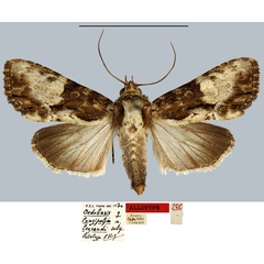 /filer/webapps/moths/media/images/L/legrandi_Oedebasis_AT_MNHN.jpg
