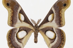 Epiphora bauhiniae bauhiniae