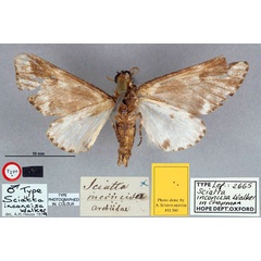 /filer/webapps/moths/media/images/I/inconcisa_Sciatta_HT_OUMNH_02.jpg