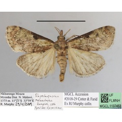 /filer/webapps/moths/media/images/M/melanolopha_Rhynchopaschia_A_MGCLa_01.JPG