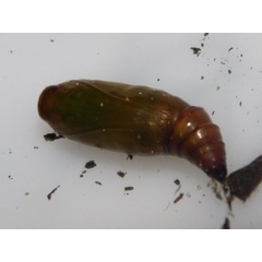 /filer/webapps/moths/media/images/F/foraminata_Collix_P_Grobler_04.jpeg