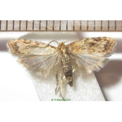 /filer/webapps/moths/media/images/M/martirea_Peragrarchis_HT_Bippus.jpg