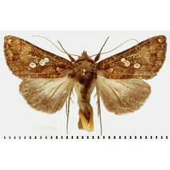 /filer/webapps/moths/media/images/C/cupreomicans_Thysanoplusia_AM_Behounek.jpg