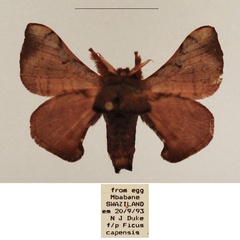 /filer/webapps/moths/media/images/P/pallicornis_Racinoa_AM_TMSA_01.jpg