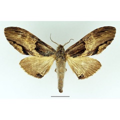/filer/webapps/moths/media/images/P/pujoli_Atrasana_AM_Basquin_02.jpg