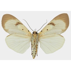 /filer/webapps/moths/media/images/S/speciosa_Asota_AF_Basquinb.jpg