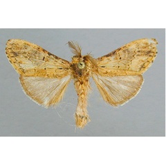 /filer/webapps/moths/media/images/V/viridescens_Pararhenea_A_RMCA.jpg