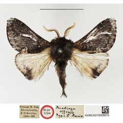/filer/webapps/moths/media/images/A/affinis_Anadiasa_HT_NHMUK.jpg