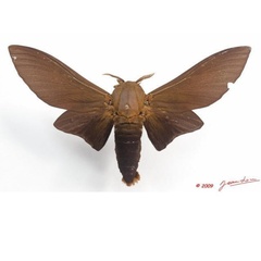 /filer/webapps/moths/media/images/T/titan_Gonometa_AM_Alberta_02.jpg