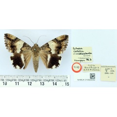 /filer/webapps/moths/media/images/M/medioalbida_Achaea_HT_BMNH.jpg