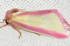 Heliothis galatheae