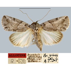 /filer/webapps/moths/media/images/G/griseoplaga_Bryophilopsis_AT_MNHN.jpg