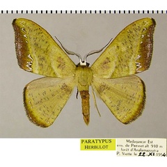 /filer/webapps/moths/media/images/F/fasciata_Hypocoela_PTM_ZSMa.jpg