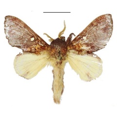 /filer/webapps/moths/media/images/L/lydiae_Hypotrabala_PTM_ANHRT.jpg