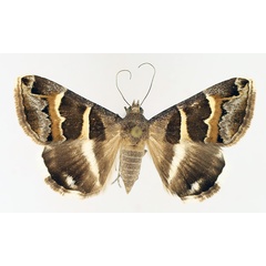 /filer/webapps/moths/media/images/S/stolida_Grammodes_AF_TMSA_02.jpg