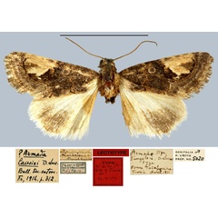 /filer/webapps/moths/media/images/L/lacroixi_Armada_LT_MNHN.jpg