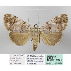 /filer/webapps/moths/media/images/M/mollis_Eudrapa_A_MGCLa_01.JPG
