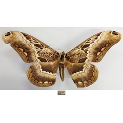 /filer/webapps/moths/media/images/L/lucina_Dactyloceras_AM_TMSA_03.jpg