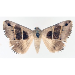 /filer/webapps/moths/media/images/M/monodonta_Grammodes_AF_TMSA.jpg