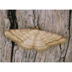 /filer/webapps/moths/media/images/R/rectistriga_Heterostegane_A_Roland_01.jpg