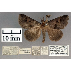 /filer/webapps/moths/media/images/C/culminifera_Baniana_ST_OUMNH_01.jpg