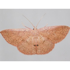 /filer/webapps/moths/media/images/I/inaequalis_Cyclophora_A_Grobler.jpg