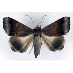 /filer/webapps/moths/media/images/M/mimetica_Ophiusa_AM_RMCA.jpg