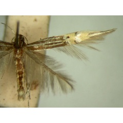 /filer/webapps/moths/media/images/D/diplozona_Cosmopterix_HT873_TMSA_02.jpg