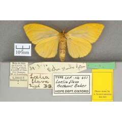 /filer/webapps/moths/media/images/F/flava_Conigephyra_HT_OUMNHb_01.jpg