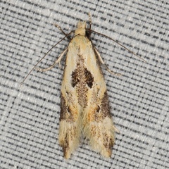 /filer/webapps/moths/media/images/A/amphizeucta_Lachnostola_A_Heyns_03.JPG