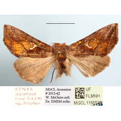 /filer/webapps/moths/media/images/P/polyteles_Ctenoplusia_A_MGCLa_01.JPG