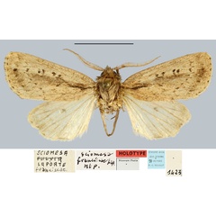 /filer/webapps/moths/media/images/F/franciscae_Sciomesa_HT_MNHN.jpg