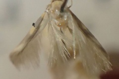 Stathmopoda clarkei