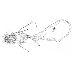 /filer/webapps/moths/media/images/M/medleri_Russograptis_GFHT_ISEA.jpg