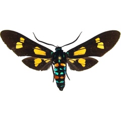 /filer/webapps/moths/media/images/G/guineensis_Euchromia_AM_MCJM.jpg