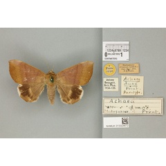 /filer/webapps/moths/media/images/D/dmoe_Achaea_STF_BMNH_02a.jpg