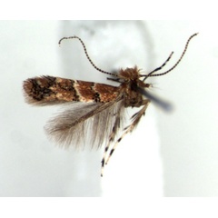 /filer/webapps/moths/media/images/M/morogorene_Cremastobombycia_HT_RMCA.jpg