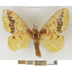 /filer/webapps/moths/media/images/S/stumpffii_Lechriolepis_AF_NHMUK_02.jpg
