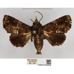 /filer/webapps/moths/media/images/Q/quadriliturata_Eutelia_AM_NHMUK.jpg