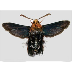 /filer/webapps/moths/media/images/C/caerulea_Afromelittia_PT_SMNS.jpg