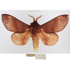 /filer/webapps/moths/media/images/C/cuprea_Dollmania_AM_TMSA_01.jpg